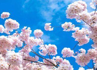 Vancouver Cherry Blossom Festival 2023、4月1日から開幕! バンクーバーで見られる満開の桜。Photo by Koichi Saito