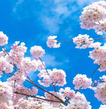 Vancouver Cherry Blossom Festival 2023、4月1日から開幕! バンクーバーで見られる満開の桜。Photo by Koichi Saito