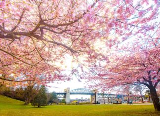 4月に開催されるバンクーバー近郊のイベント Sunset Beach, Downtown Vancouver. Photo by Koichi Saito