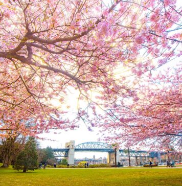 バンクーバー桜まつり「さくらデイズ・ジャパンフェア」今年は4月12日、13日に開催 Sunset Beach, Downtown Vancouver. Photo by Koichi Saito