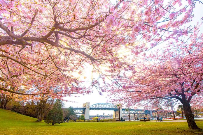 Sunset Beach, Downtown Vancouver. Photo by Koichi Saito