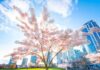 Vancouver Cherry Blossom Festival 2026は3月27日から「さくらデイズ・ジャパンフェア」は4月11日、12日開催 David Lam Park in Vancouver, BC; Photo by Koichi Saito