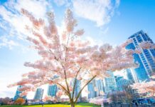Vancouver Cherry Blossom Festival2024開幕!サクラデイズ・ジャパンフェアは13、14日 David Lam Park in Vancouver, BC; Photo by Koichi Saito