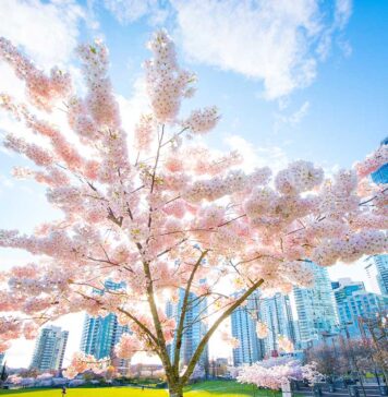 バンクーバー桜まつり「さくらデイズ・ジャパンフェア」今年は4月12日、13日に開催 David Lam Park in Vancouver, BC; Photo by Koichi Saito
