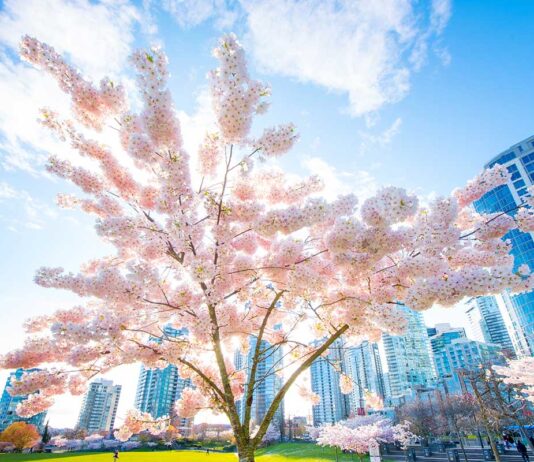 Vancouver Cherry Blossom Festival2024開幕!サクラデイズ・ジャパンフェアは13、14日 David Lam Park in Vancouver, BC; Photo by Koichi Saito