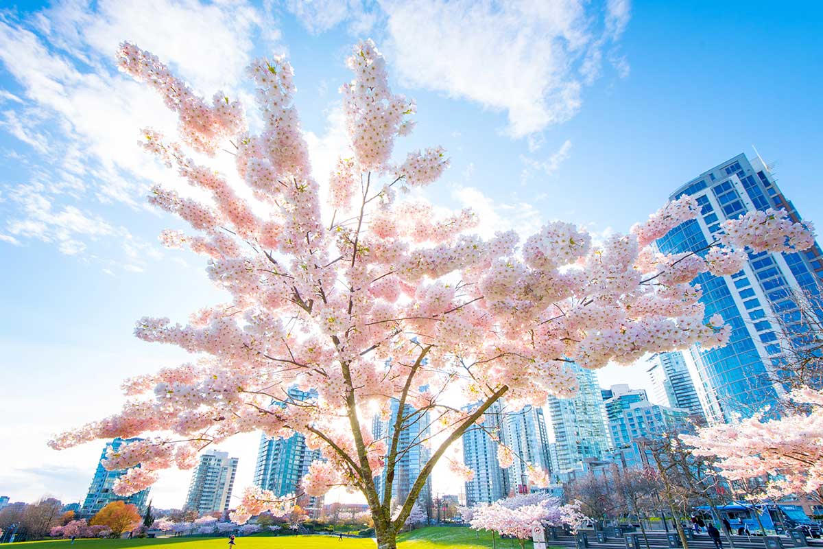 David Lam Park in Vancouver, BC; Photo by Koichi Saito