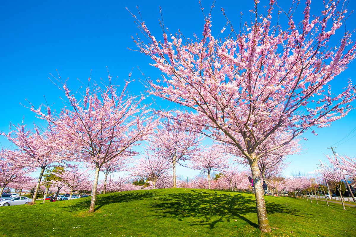 Garry Point Park, Steveston in Richmond, Canada. Photo by Koichi Saito