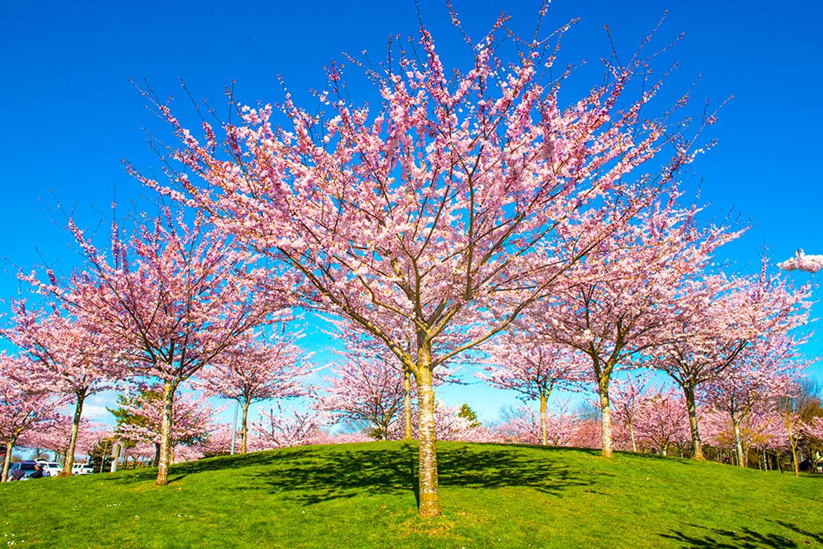 Garry Point Park, Steveston in Richmond, Canada. Photo by Koichi Saito