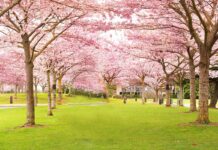 リッチモンド桜まつり、4月2日開催 Garry Point Park, Steveston in Richmond, Canada. Photo by Koichi Saito