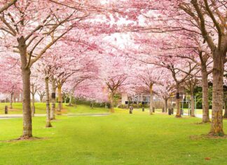 リッチモンド桜まつり、4月2日開催 Garry Point Park, Steveston in Richmond, Canada. Photo by Koichi Saito
