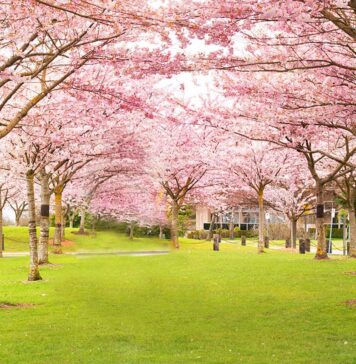 リッチモンド桜まつり、4月2日開催 Garry Point Park, Steveston in Richmond, Canada. Photo by Koichi Saito