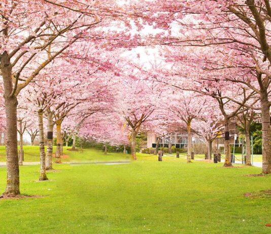 リッチモンド桜まつり、4月2日開催 Garry Point Park, Steveston in Richmond, Canada. Photo by Koichi Saito