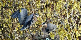 今年もオオアオサギがスタンレーパークに帰ってきた!ライブカメラも開始! Great Blue Heron, Photo credit: Frank Lin, Photo by The City of Vancouver