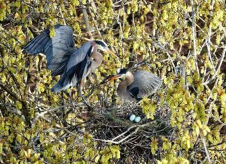 今年もオオアオサギがスタンレーパークに帰ってきた!ライブカメラも開始! Great Blue Heron, Photo credit: Frank Lin, Photo by The City of Vancouver