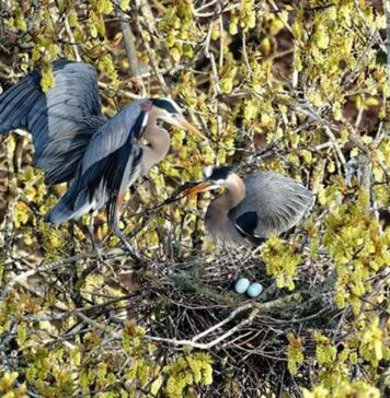 今年もオオアオサギがスタンレーパークに帰ってきた!ライブカメラも開始! Great Blue Heron, Photo credit: Frank Lin, Photo by The City of Vancouver