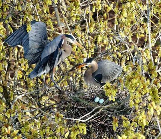 今年もオオアオサギがスタンレーパークに帰ってきた!ライブカメラも開始! Great Blue Heron, Photo credit: Frank Lin, Photo by The City of Vancouver