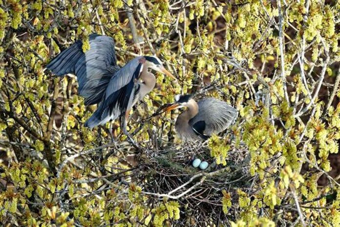 Great Blue Heron, Photo credit: Frank Lin, Photo by The City of Vancouver