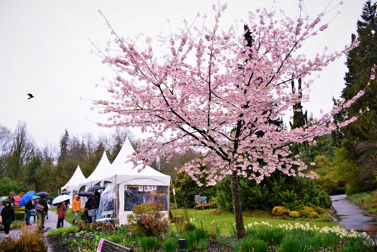 満開になった桜の下で、開催されたジャパンフェア。2023年4月16日、バンデューセン植物園。Photo by 2023 © MIYUKI PHOTOGRAPHY