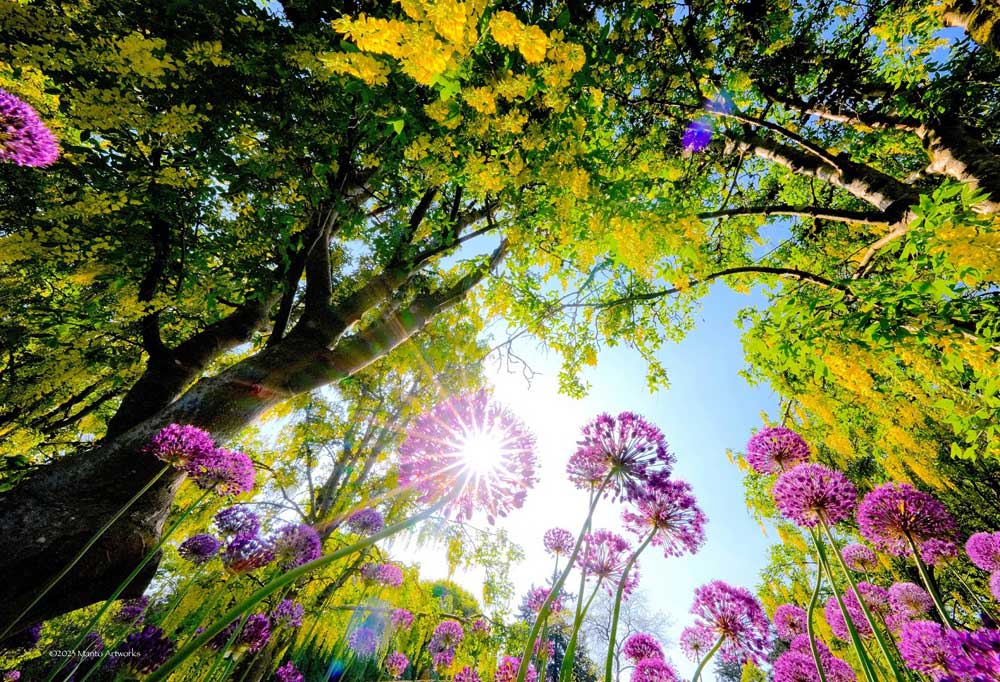 Golden Chain Tree & Allium Ornamental Onion; Photo by Manto Artworks