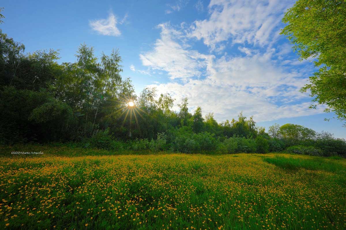 Buttercup Yellow Flowers, Photo by Manto Artworks