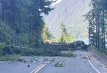 今冬の停電に備えを、BCハイドロが注意を促す 山火事の影響で散乱するBC Highway 4の倒木。June 14, 2023, Cameron Lake Bluff; Photo from B.C. Ministry of Transportation and Infrastructure flickr