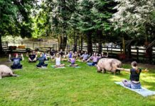 「ブタと一緒にヨガを楽しむ」The Happy Herd Farm Sanctuary ピッグヨガの様子。草を食べ寝ころぶブタを横目にヨガを行う不思議な空間だった。2023年7月8日、BC州ラングレー市、The Happy Herd Farm Sanctuary。Photo by ©Koichi Saito