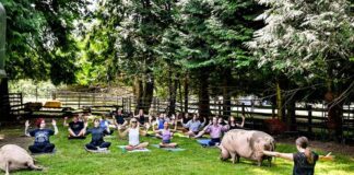 「ブタと一緒にヨガを楽しむ」The Happy Herd Farm Sanctuary ピッグヨガの様子。草を食べ寝ころぶブタを横目にヨガを行う不思議な空間だった。2023年7月8日、BC州ラングレー市、The Happy Herd Farm Sanctuary。Photo by ©Koichi Saito