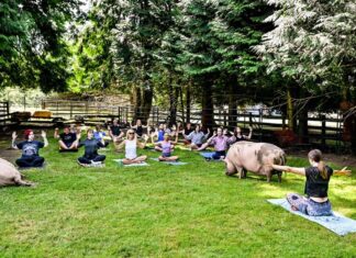 「ブタと一緒にヨガを楽しむ」The Happy Herd Farm Sanctuary ピッグヨガの様子。草を食べ寝ころぶブタを横目にヨガを行う不思議な空間だった。2023年7月8日、BC州ラングレー市、The Happy Herd Farm Sanctuary。Photo by ©Koichi Saito
