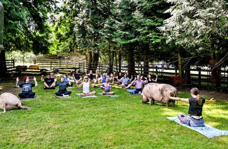 「ブタと一緒にヨガを楽しむ」The Happy Herd Farm Sanctuary ピッグヨガの様子。草を食べ寝ころぶブタを横目にヨガを行う不思議な空間だった。2023年7月8日、BC州ラングレー市、The Happy Herd Farm Sanctuary。Photo by ©Koichi Saito