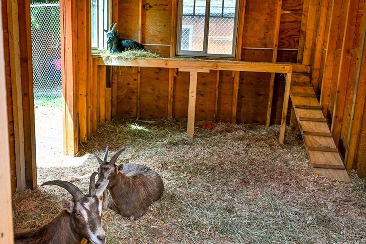手作りの小屋で雨風をしのいで安全に暮らしているヤギたち。窓際を気に入っているヤギはいつも同じ場所で外を眺めているという。2023年7月8日、BC州ラングレー市、The Happy Herd Farm Sanctuary。Photo by ©Koichi Saito