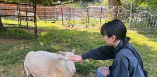 「動物のための聖域」ファームサンクチュアリーとは? 筆者もヤギに触れさせてもらった。動物たちは落ち着いていて、健康的な毛並みをしていた。2023年7月8日、BC州ラングレー市、The Happy Herd Farm Sanctuary。Photo by ©Koichi Saito