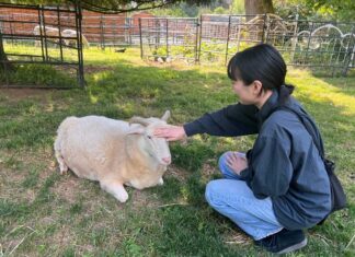 「動物のための聖域」ファームサンクチュアリーとは? 筆者もヤギに触れさせてもらった。動物たちは落ち着いていて、健康的な毛並みをしていた。2023年7月8日、BC州ラングレー市、The Happy Herd Farm Sanctuary。Photo by ©Koichi Saito