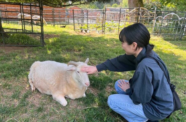 「動物のための聖域」ファームサンクチュアリーとは? 筆者もヤギに触れさせてもらった。動物たちは落ち着いていて、健康的な毛並みをしていた。2023年7月8日、BC州ラングレー市、The Happy Herd Farm Sanctuary。Photo by ©Koichi Saito