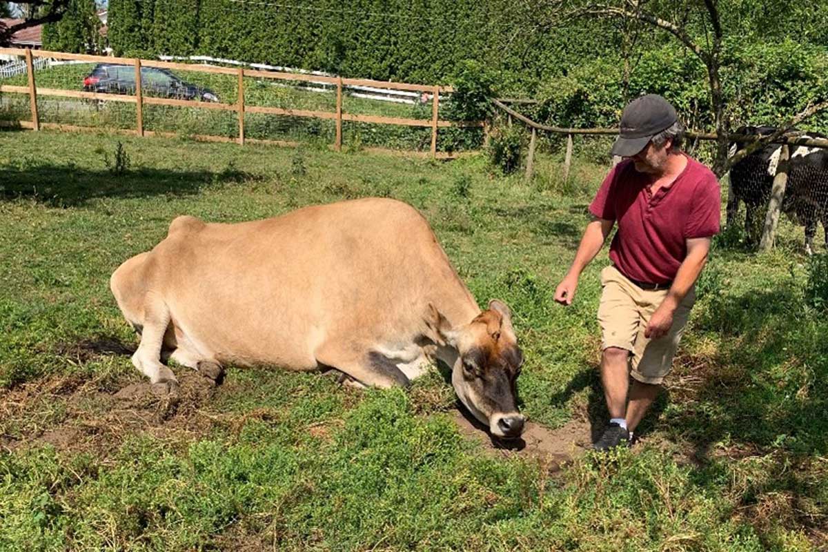 毎日約12時間、動物たちの世話をしているという共同運営者のスティーブさん。保護されている牛たちを紹介してくれた。2023年7月8日、BC州ラングレー市、The Happy Herd Farm Sanctuary。Photo by 池田茜音