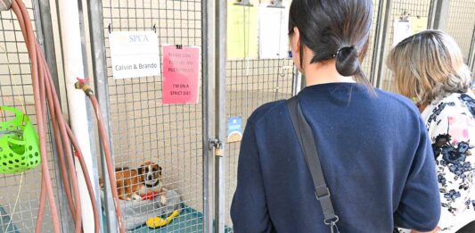 Jodiさんから話を聞いた後、施設内を見学。寄付をするとスポンサーとして名前を掲示することができるサービスも。2023年8月21日、BC SPCA Vancouver。Photo by ©Koichi Saito