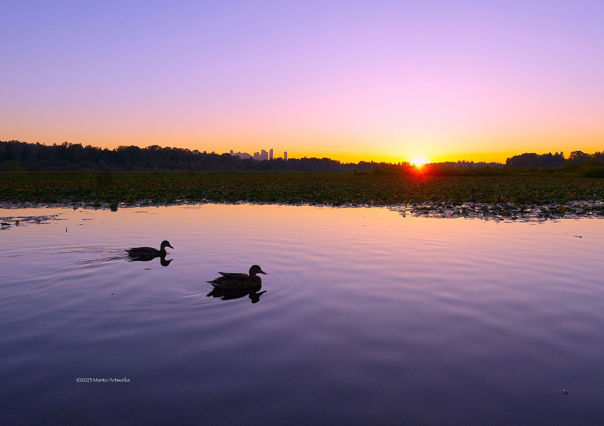 「Burnaby Lake Regional Park」Manto Artworks