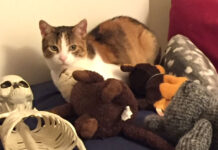 「ペットは家族の一員」BC州家族法改正でペットの処遇が改善される 部屋でくつろぐKhaleesi。Photo by Japan Canada Today