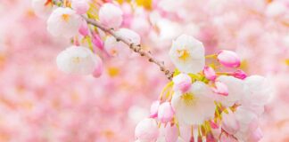Vancouver Cherry Blossom Festival 2024、3月29日から開幕!