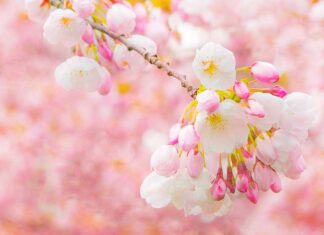 Vancouver Cherry Blossom Festival 2024、3月29日から開幕!