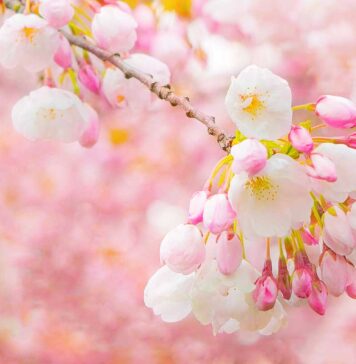 Vancouver Cherry Blossom Festival 2024、3月29日から開幕!