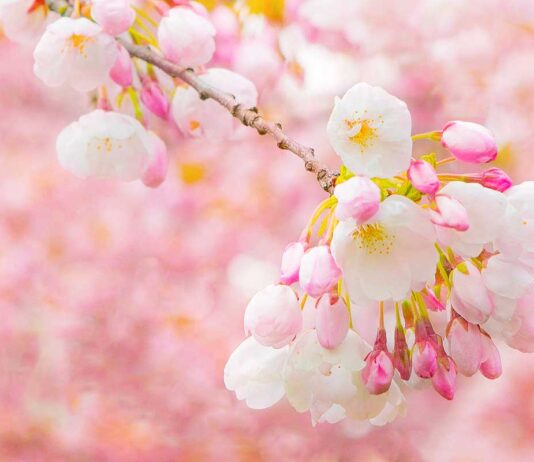 Vancouver Cherry Blossom Festival 2024、3月29日から開幕!