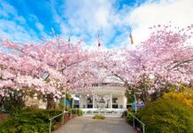 バンクーバー春のイベントインフォ2024「桜咲くバンクーバーで春のイベントをみつけよう!」 バンクーバー市M.H. Macmillanスペースセンター前。Photo by Koichi Saito