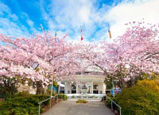 バンクーバー春のイベントインフォ2024「桜咲くバンクーバーで春のイベントをみつけよう!」 バンクーバー市M.H. Macmillanスペースセンター前。Photo by Koichi Saito