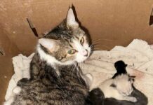 BC州北部の住宅に200匹以上の猫、BC SPCAが保護へ 保護された猫と子猫。Photo courtesy of BC SPCA