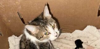 BC州北部の住宅に200匹以上の猫、BC SPCAが保護へ 保護された猫と子猫。Photo courtesy of BC SPCA