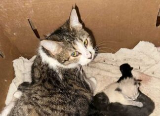 BC州北部の住宅に200匹以上の猫、BC SPCAが保護へ 保護された猫と子猫。Photo courtesy of BC SPCA