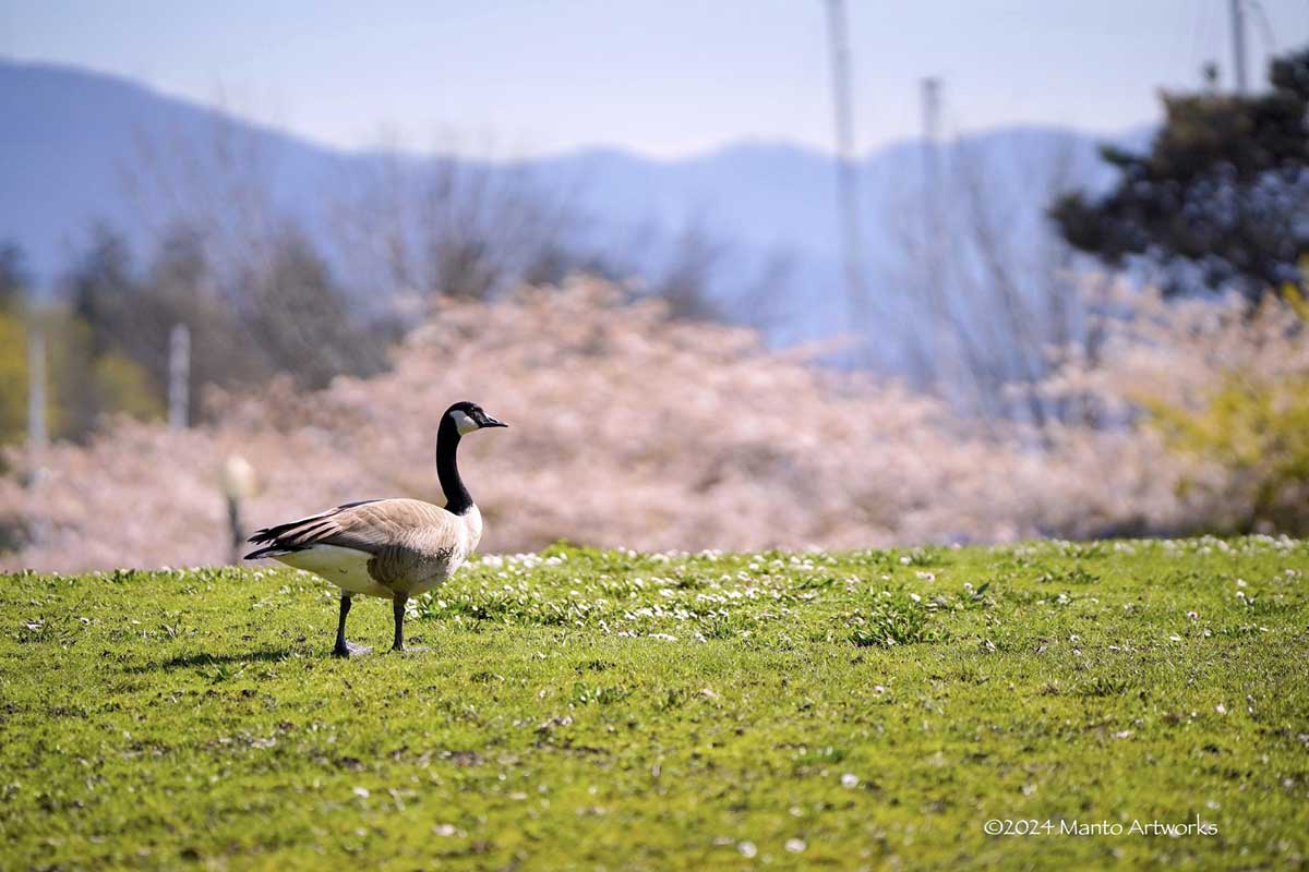 「canada goose and sakura」Manto Artworks
