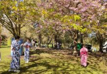 過去最大規模のさくらデイズ・ジャパンフェア、快晴で大盛況の2日間! 満開の八重桜と浴衣レンタルを楽しむ来場者。2024年4月14日、バンクーバー市。 Photo by Ayaka Furuakawa/Japan Canada Today