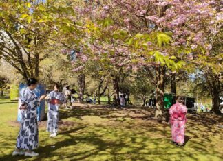 過去最大規模のさくらデイズ・ジャパンフェア、快晴で大盛況の2日間! 満開の八重桜と浴衣レンタルを楽しむ来場者。2024年4月14日、バンクーバー市。 Photo by Ayaka Furuakawa/Japan Canada Today