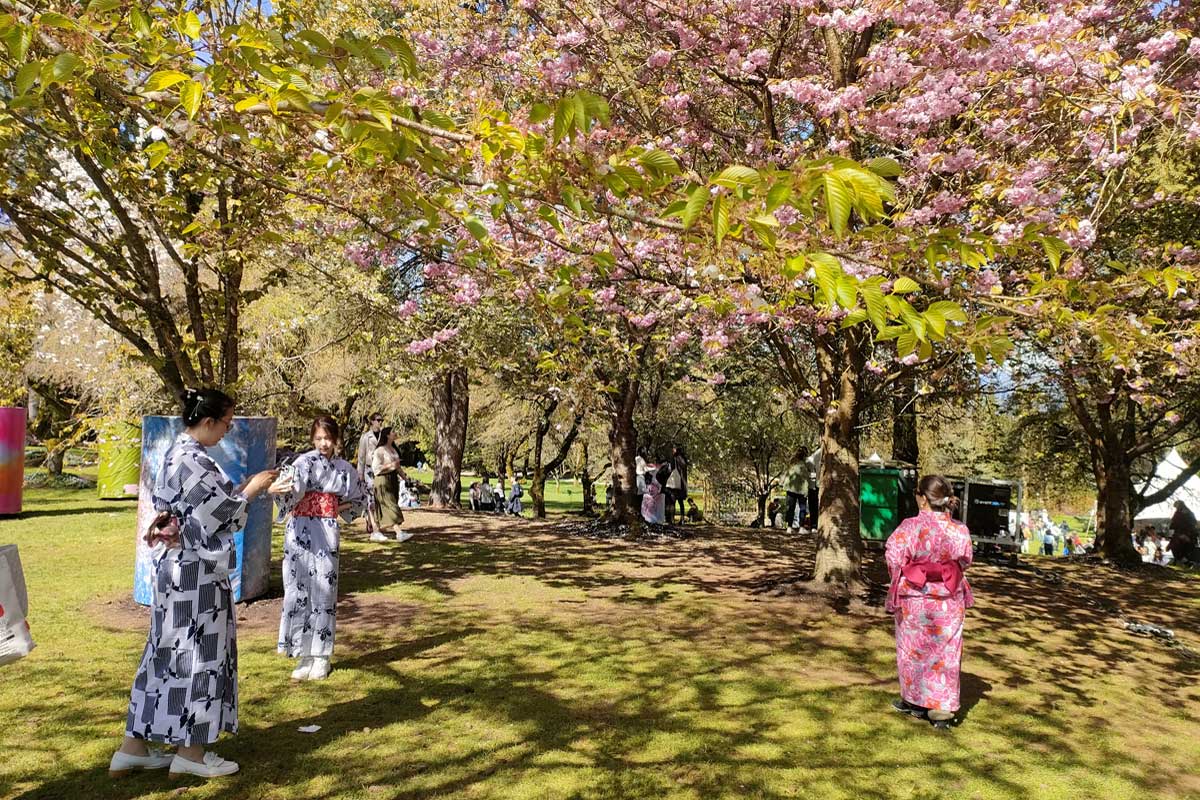 満開の八重桜と浴衣レンタルを楽しむ来場者。2024年4月14日、バンクーバー市。 Photo by Ayaka Furuakawa/Japan Canada Today